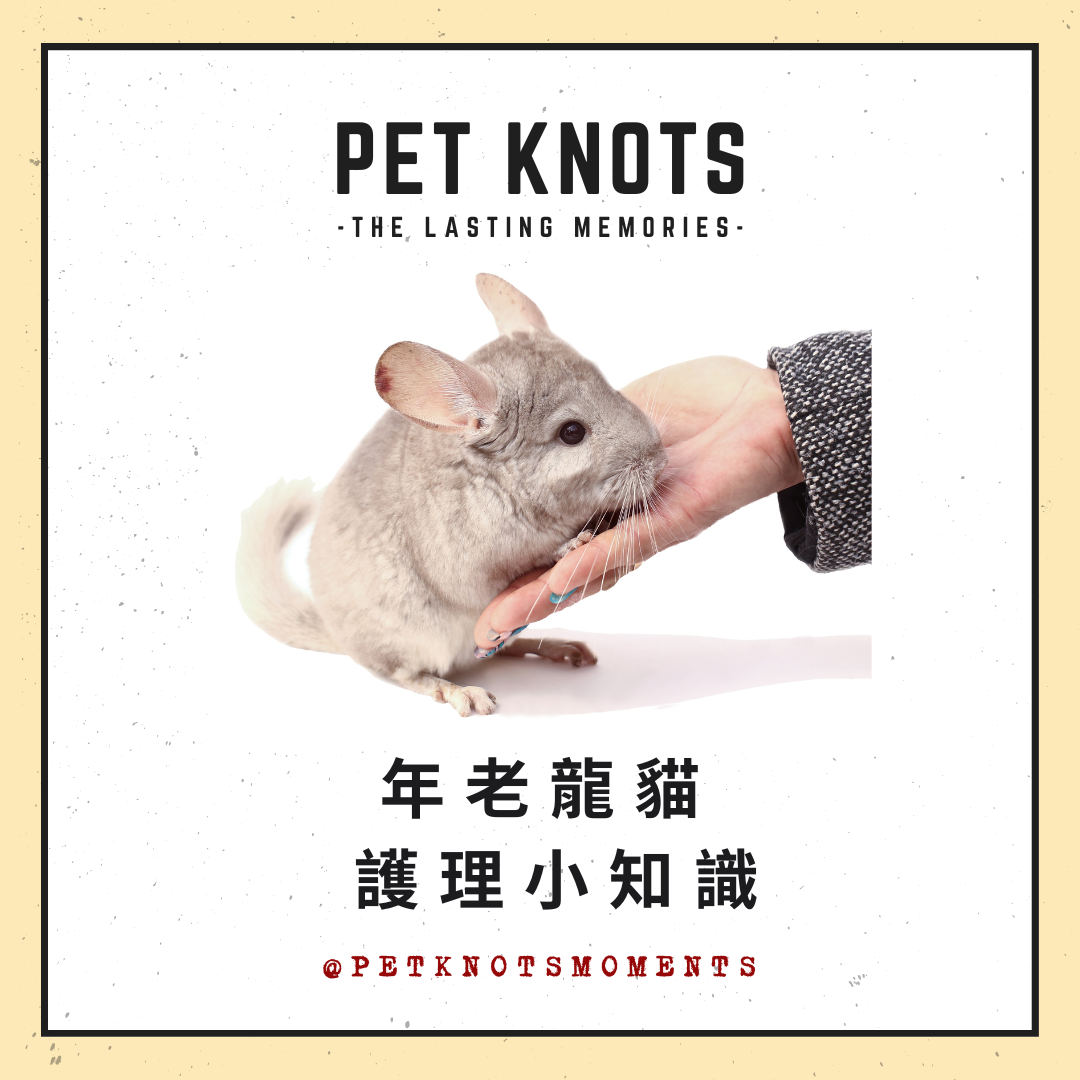 Pet-Knots-NGO-Moments_寵諾時刻_寵物雜誌_年老龍貓護理小知識01