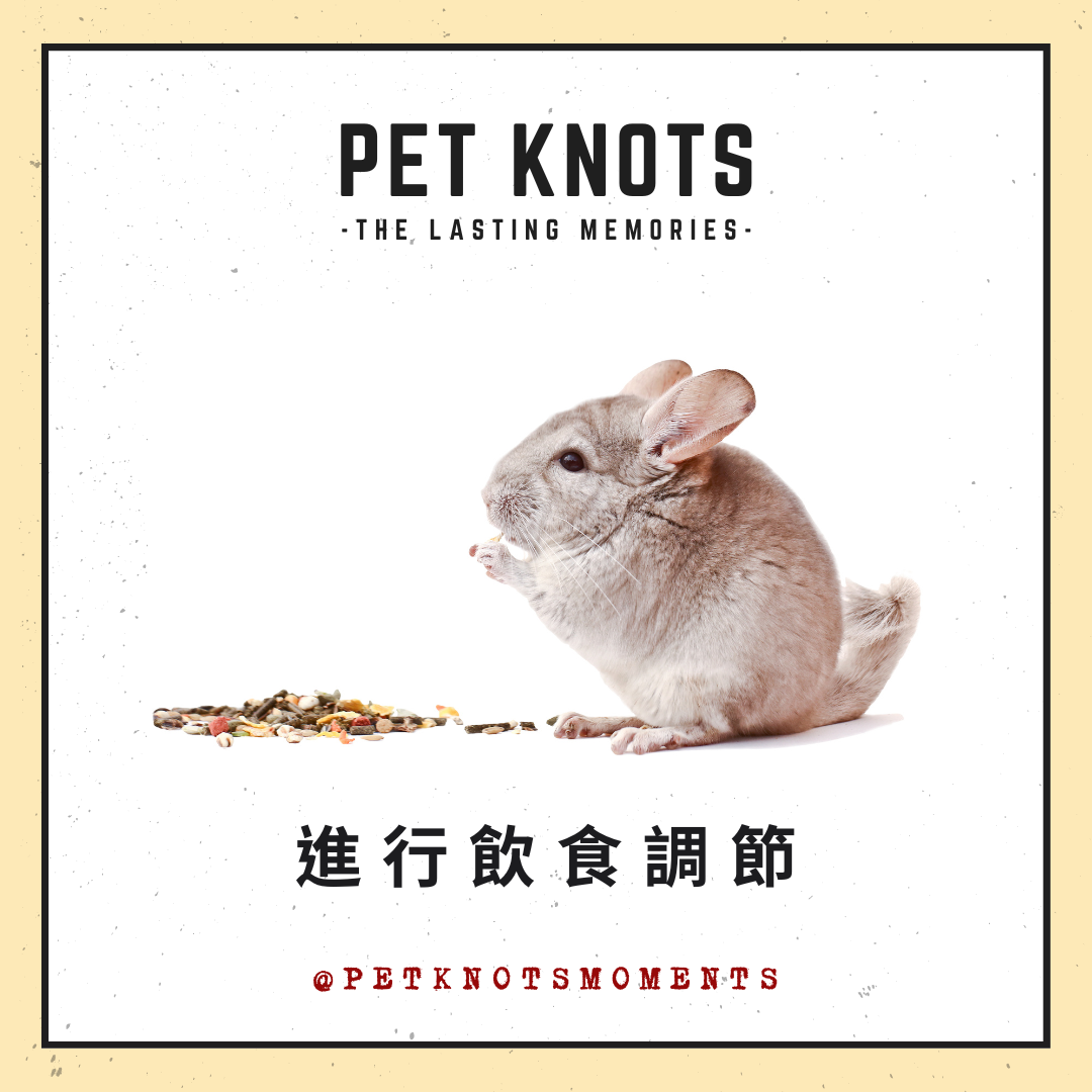 Pet-Knots-NGO-Moments_寵諾時刻_寵物雜誌_年老龍貓護理小知識02