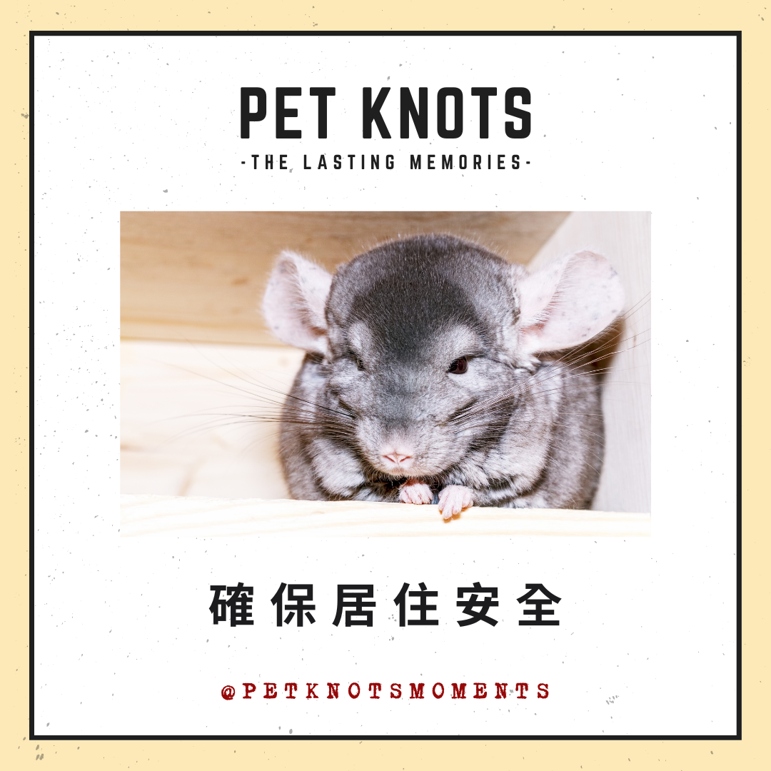 Pet-Knots-NGO-Moments_寵諾時刻_寵物雜誌_年老龍貓護理小知識03