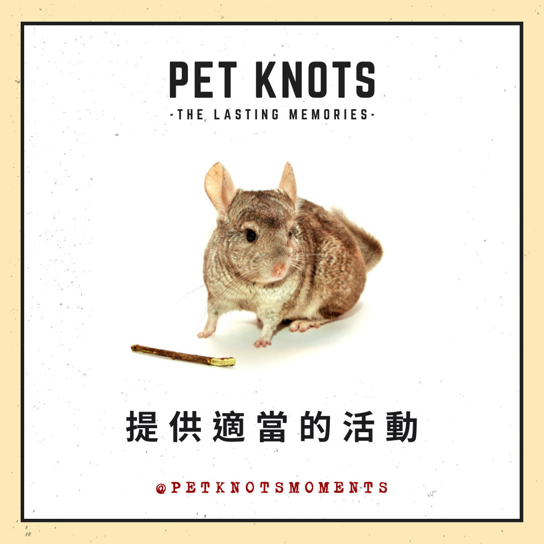 Pet-Knots-NGO-Moments_寵諾時刻_寵物雜誌_年老龍貓護理小知識04