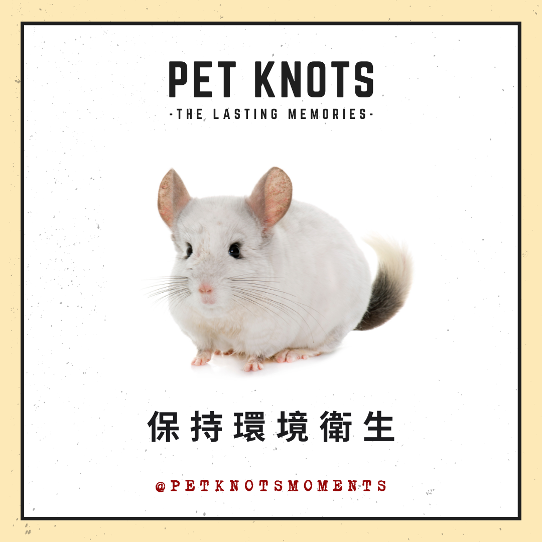 Pet-Knots-NGO-Moments_寵諾時刻_寵物雜誌_年老龍貓護理小知識05