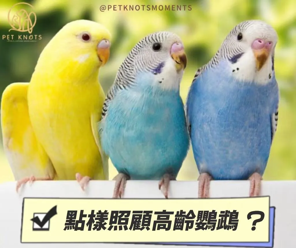 如何照顧高齡鸚鵡？